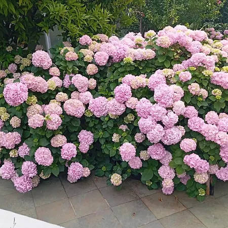 Soric דירה טרוגיר